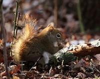 Red squirrel IMG 9933c