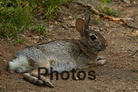 Relaxing rabbit IMG 9999 175
