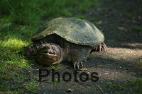 Snapping turtle IMG 9999 237