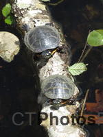 Young Painted Turtles on a log IMG 0878