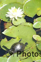 baby Painted Turtle U82A1993