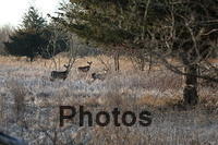 deer in the field IMG 9845